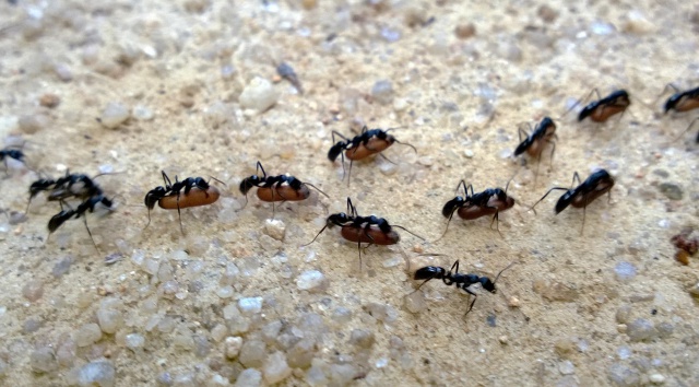参赛者:crazywoody96 秋末冬至,对蚂蚁来说,正是准备冬眠之时.
